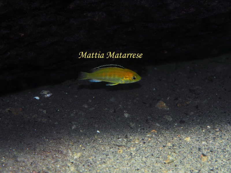 Labidochromis caeruleus 'Lion's Cove'